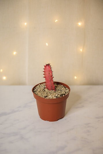 African Milk Tree (Euphorbia trigona 'rubra')