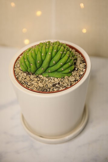 Crested San Pedro Cactus (Trichocereus pachanoi)