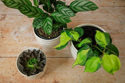 Rippled Cover Pot