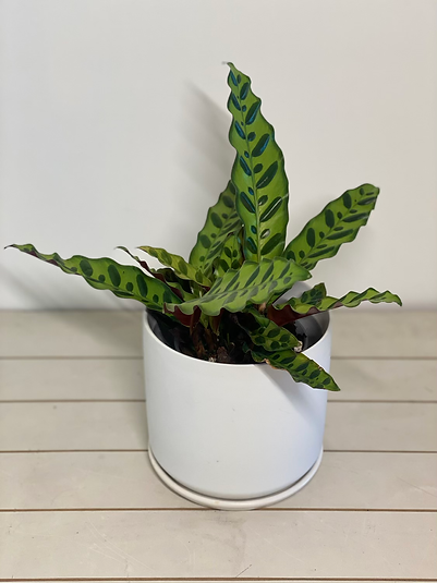 Goeppertia insignis - Rattlesnake