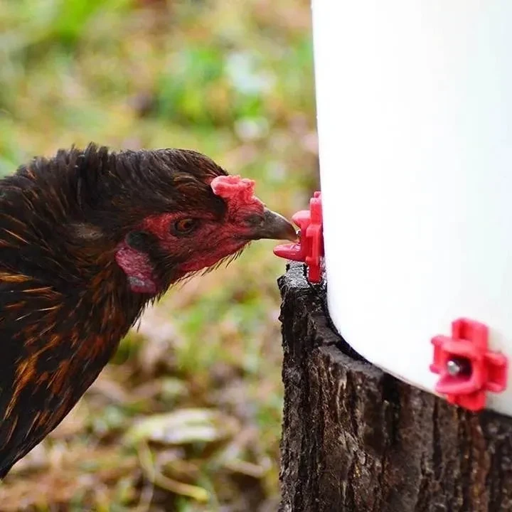Automatic Chicken Waterer Kit