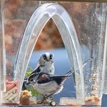 Arch Window Bird Feeder