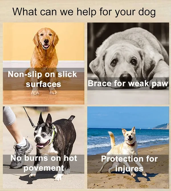 Dog Paw Protection