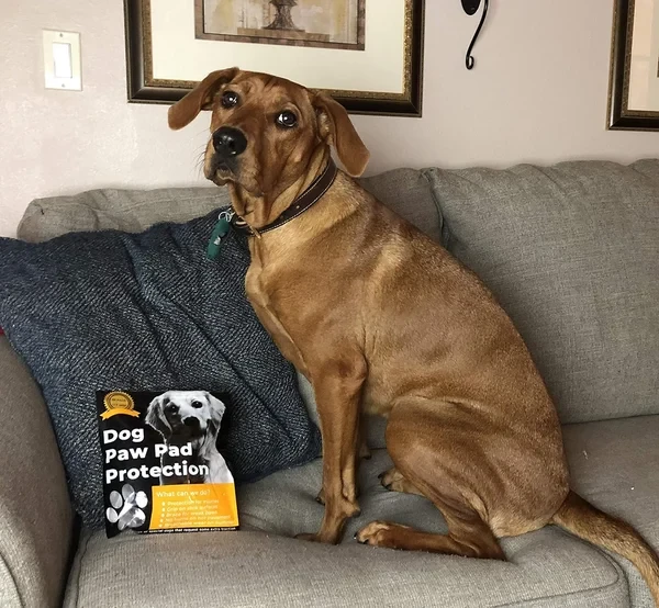 Dog Paw Protection