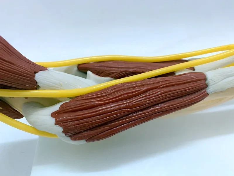 Ligament Joint Model Into Muscle Nerve Anatomy Human Skeleton Skull Arm Teaching Aid