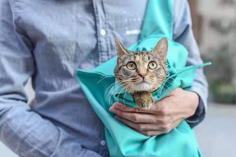 Cat Carrier Pouch