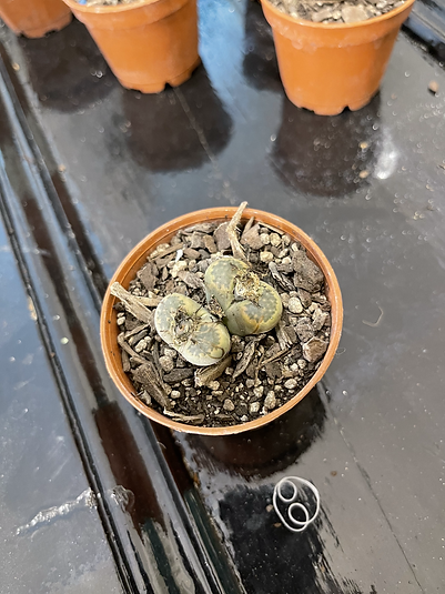 Mutant lithops