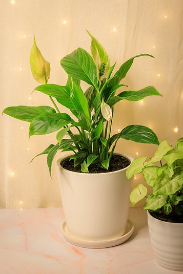Low-light houseplant bundle