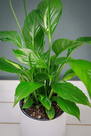 Low-light houseplant bundle