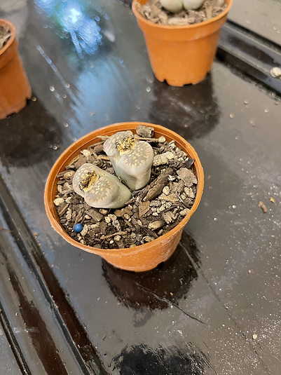 Mutant lithops