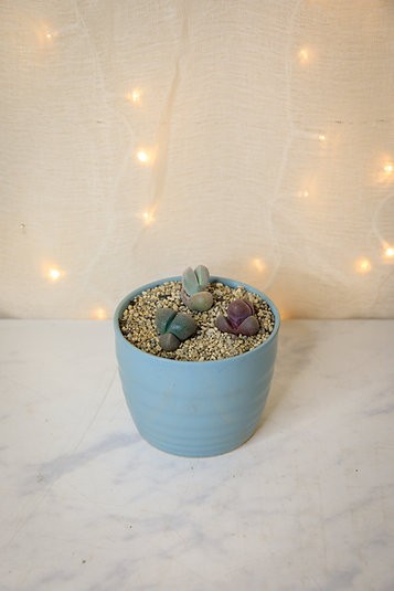 Living rock garden bundle