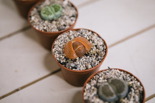 Lithop bundle