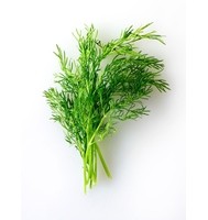 HERB FENNEL
