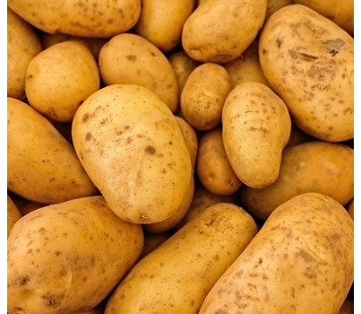 POTATO AGRIA NORMAL (10KG BAG)